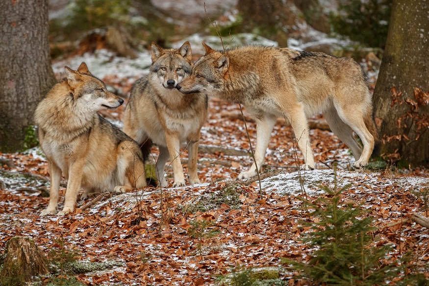 Gruppo di tre lupi eurasiatici