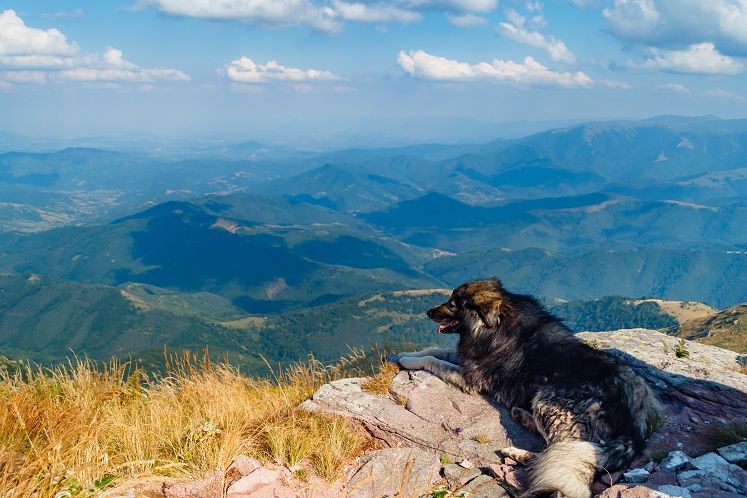 Cane guardiano che osserva la vallata sdraiato