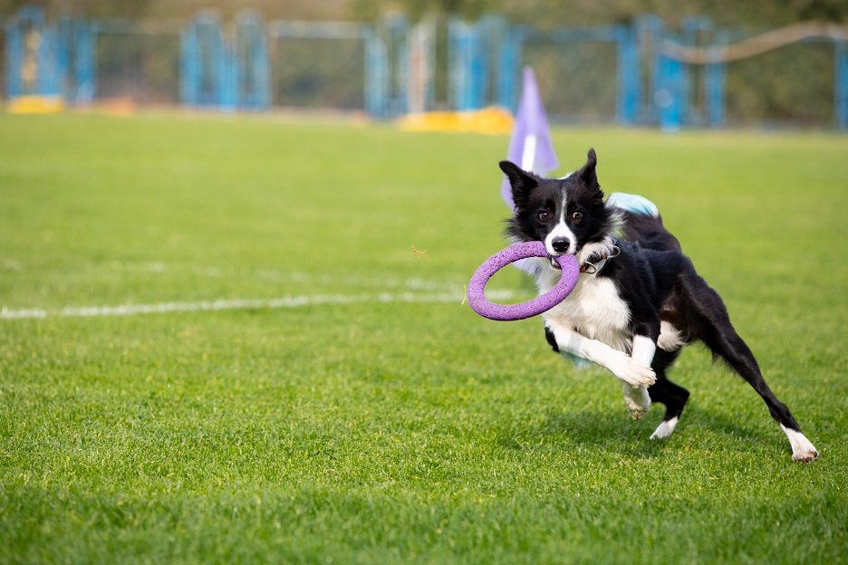 Border collie che corre con un freesby in bocca