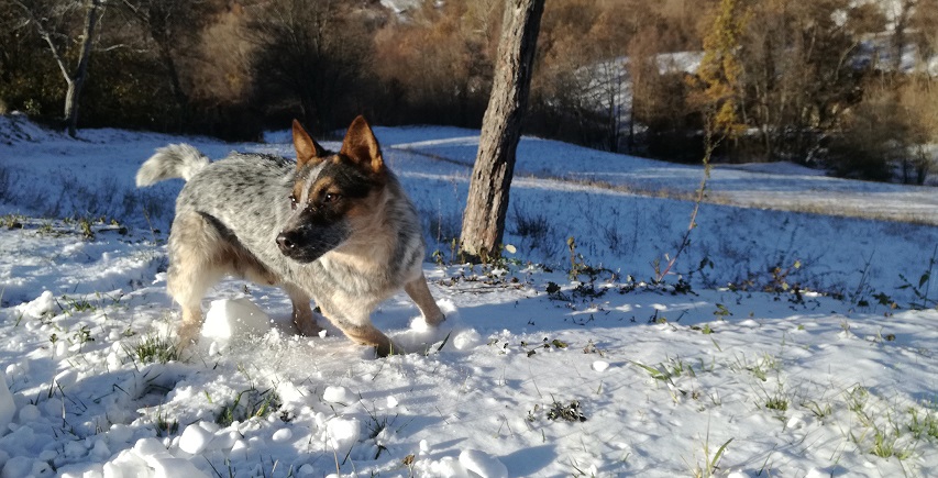 Stilgar, cane Texas Heeler che corre sulla neve