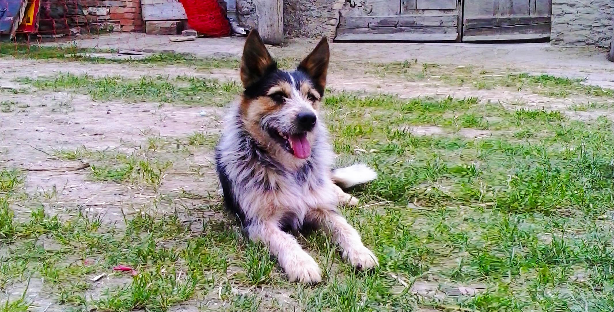 Leto, cane Texas Heeler sdraiato sull'erba