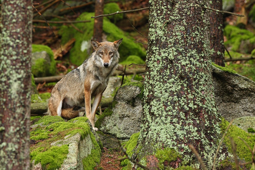 Lupo Italiano seduto su una roccia nel bosco