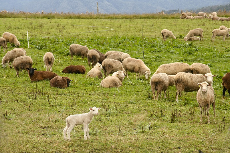 Gregge di pecore al pascolo