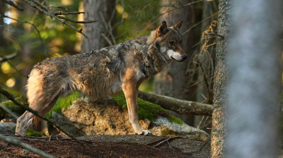 Lupo in piedi nel bosco