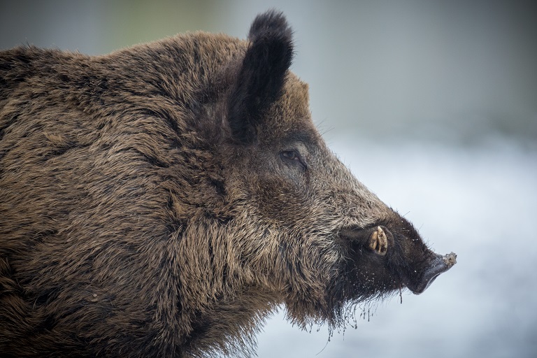 Profilo di cinghiale adulto