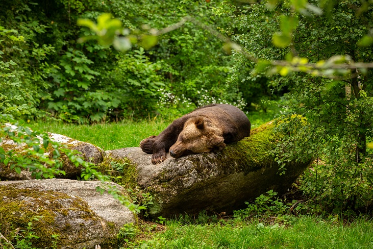 Orso che dorme sdraiato su una roccia