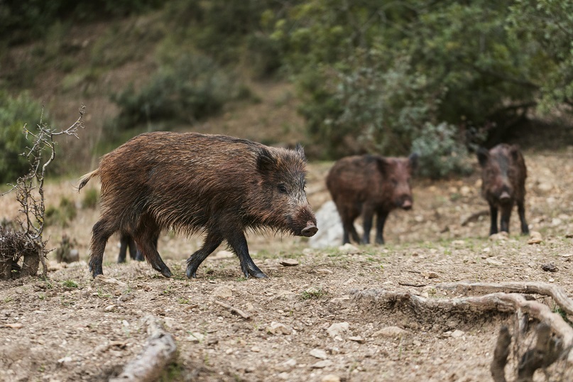 Cinghiale e cinghialetti in natura