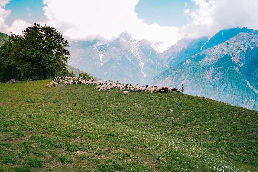 Gregge di pecore sul crinale di una montagna