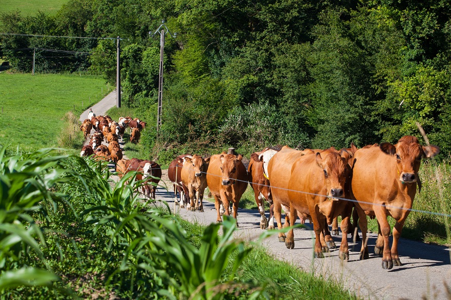 Mandria di vacche che camminano su una strada