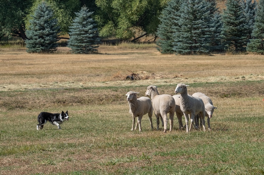 Border collie che punta un gruppo di pecore