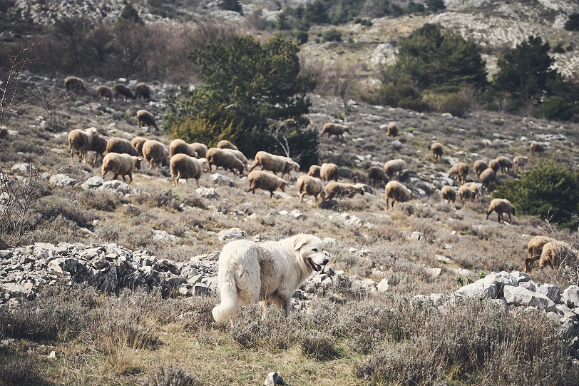 Cane Pastore Abruzzese al pascolo con il gregge di pecore