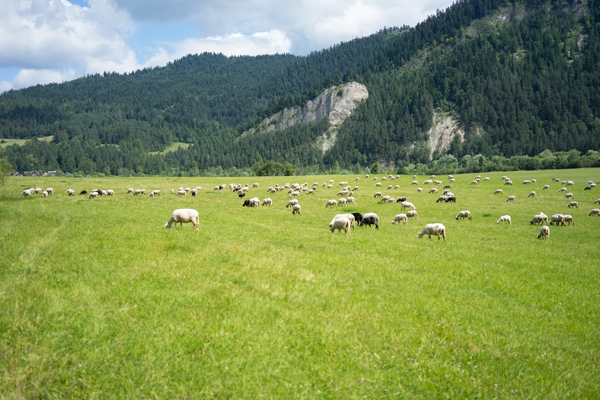 Gregge al pascolo in un grande prato