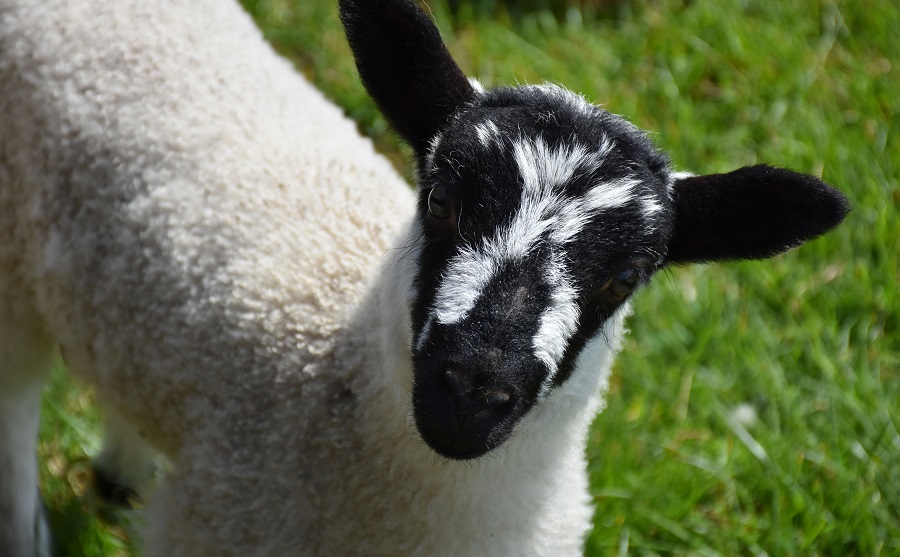 Agnello bianco e nero in un prato