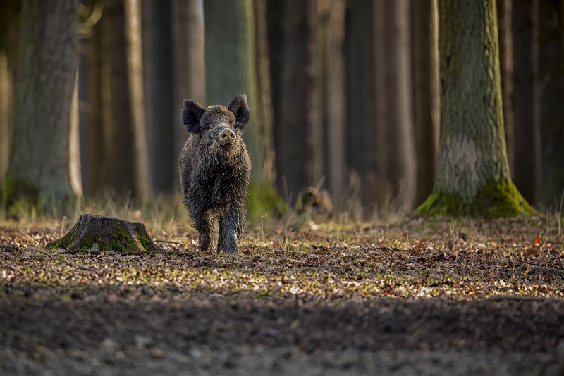 Cinghiale nel bosco