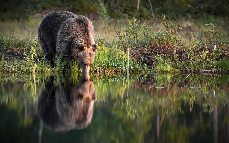 Orso che beve da uno specchio di acqua