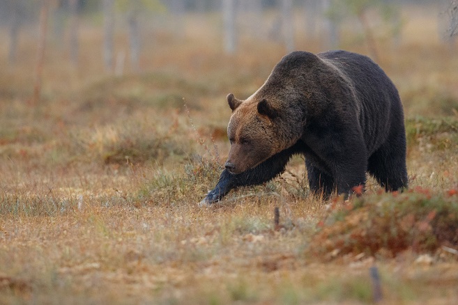 Orso che cammina