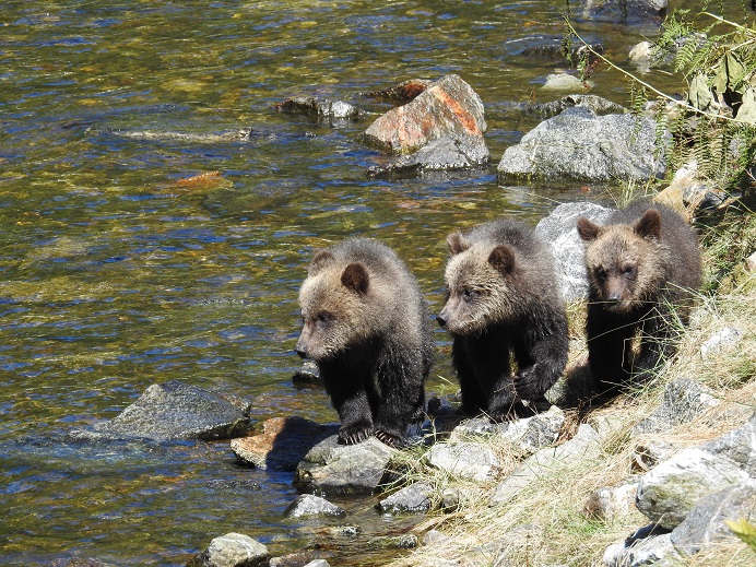 Cuccioli di orso in riva al fiume