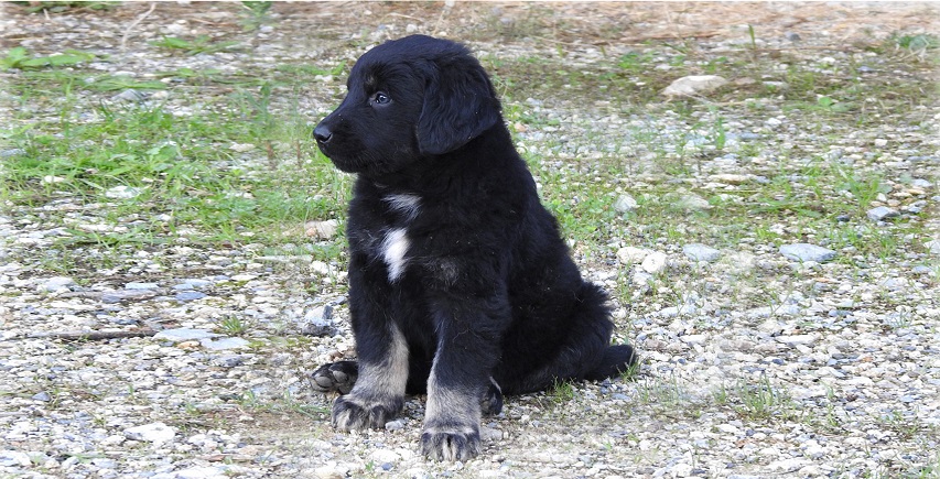 Cucciolo di cane silano di profilo