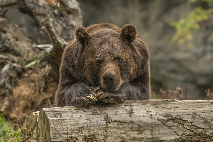 Primo piano di un orso che si riposa