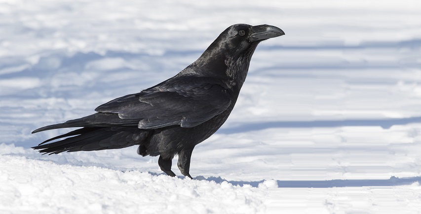 Corvo imperiale sulla neve