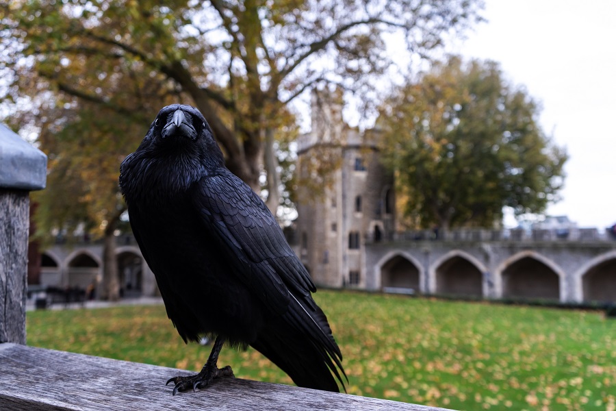 Corvo imperiale nel cortile di un'abazia